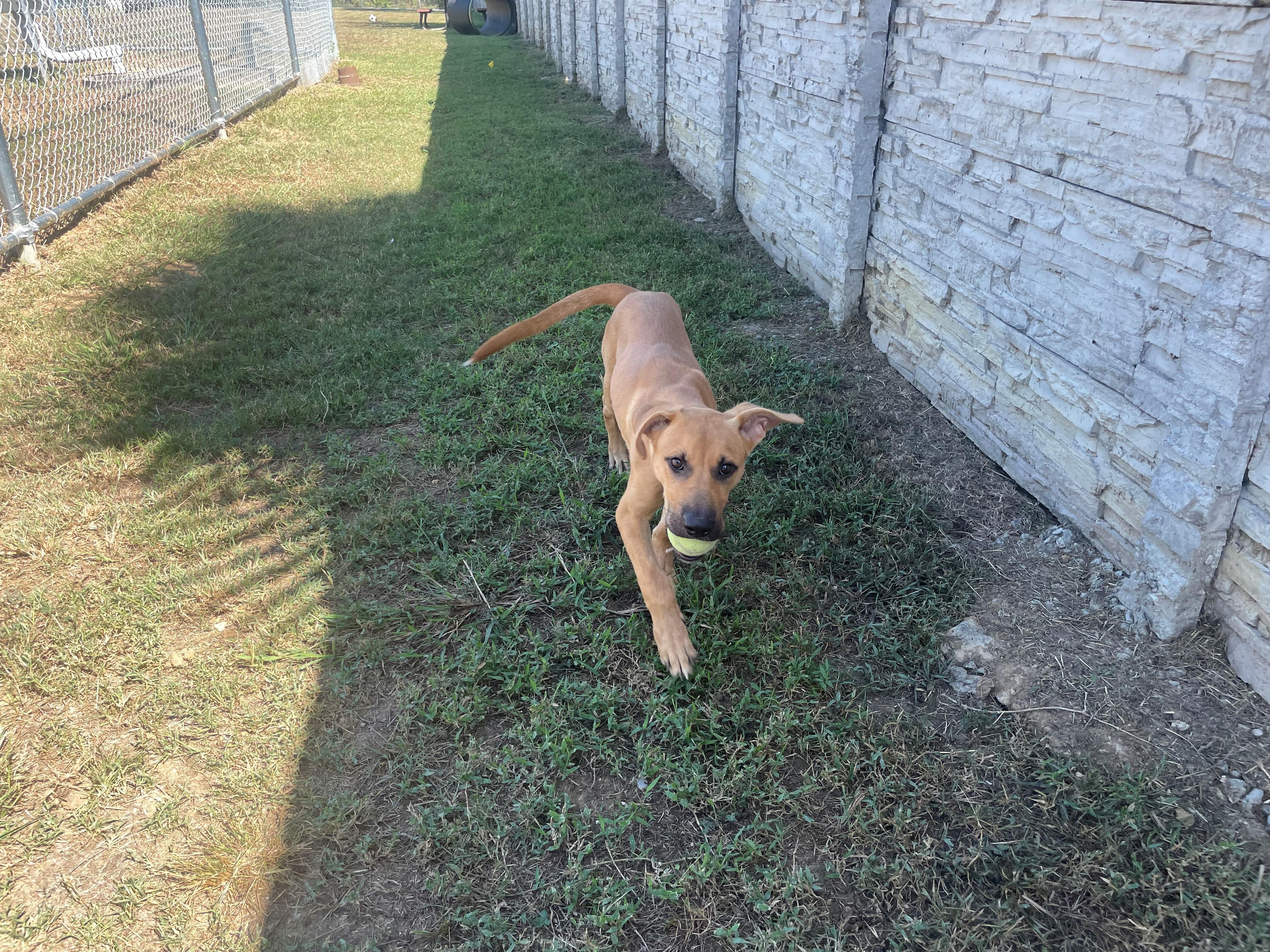 Enlarge Digory, a Adopted mixed breed in Seabrook, TX image 3/5