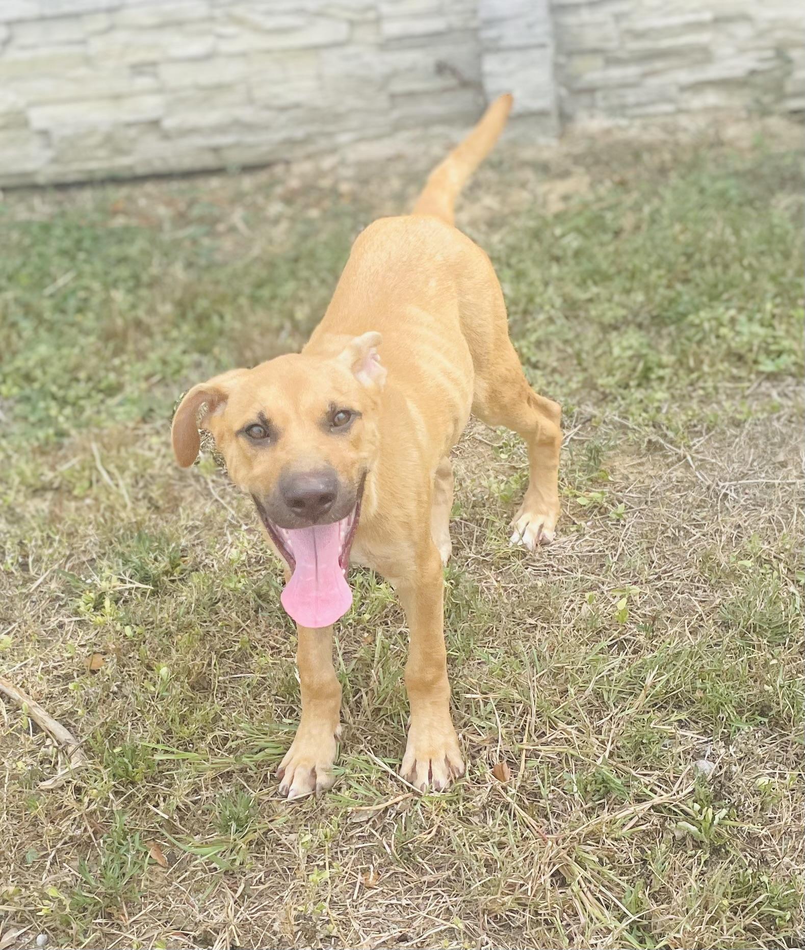 Enlarge Digory, a ADOPTABLE mixed breed in Seabrook, TX image 1/4