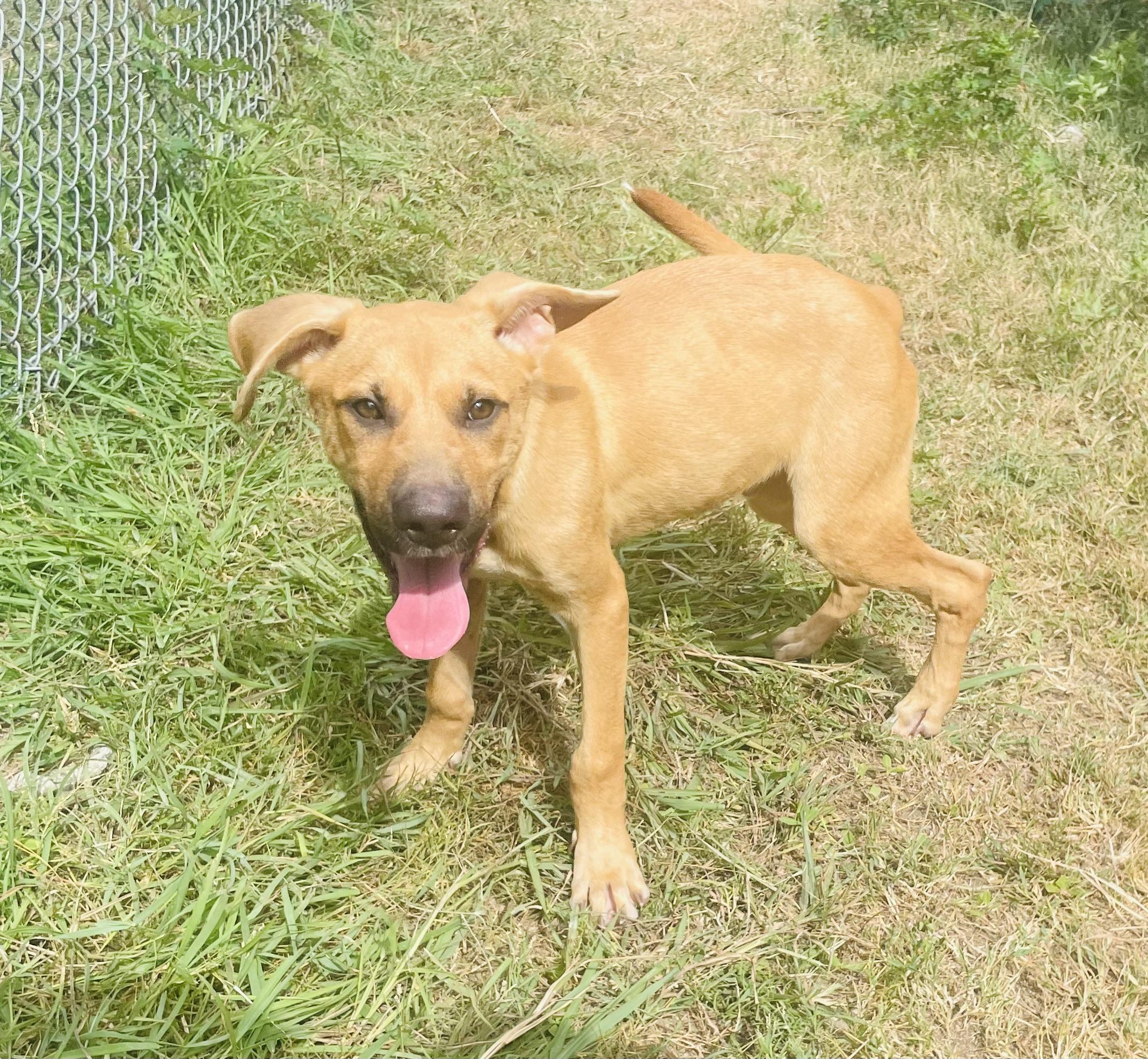 Enlarge Digory, a ADOPTABLE mixed breed in Seabrook, TX image 4/4