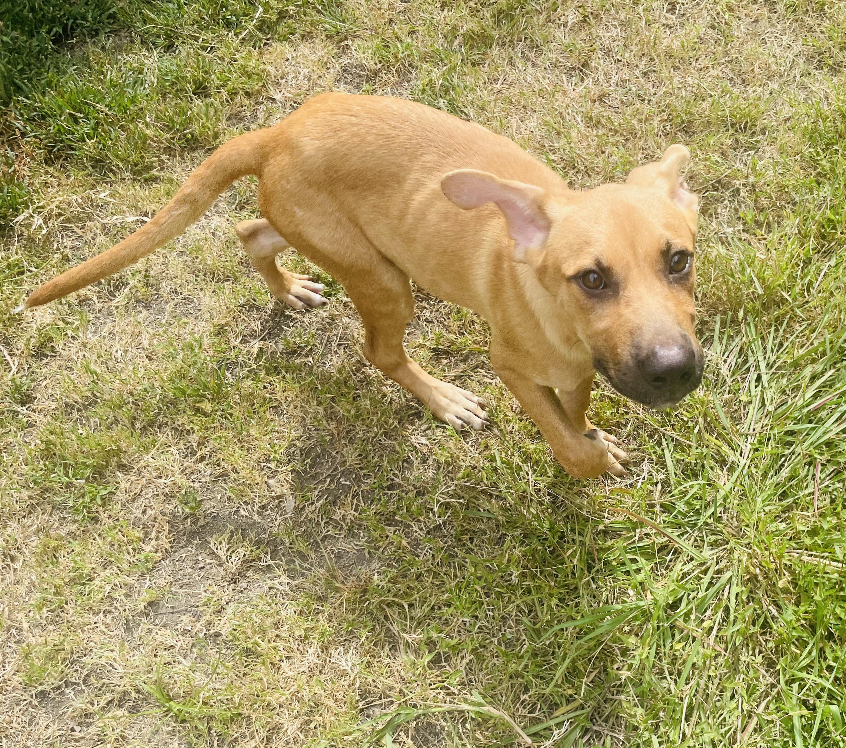 Enlarge Digory, a ADOPTABLE mixed breed in Seabrook, TX image 3/4