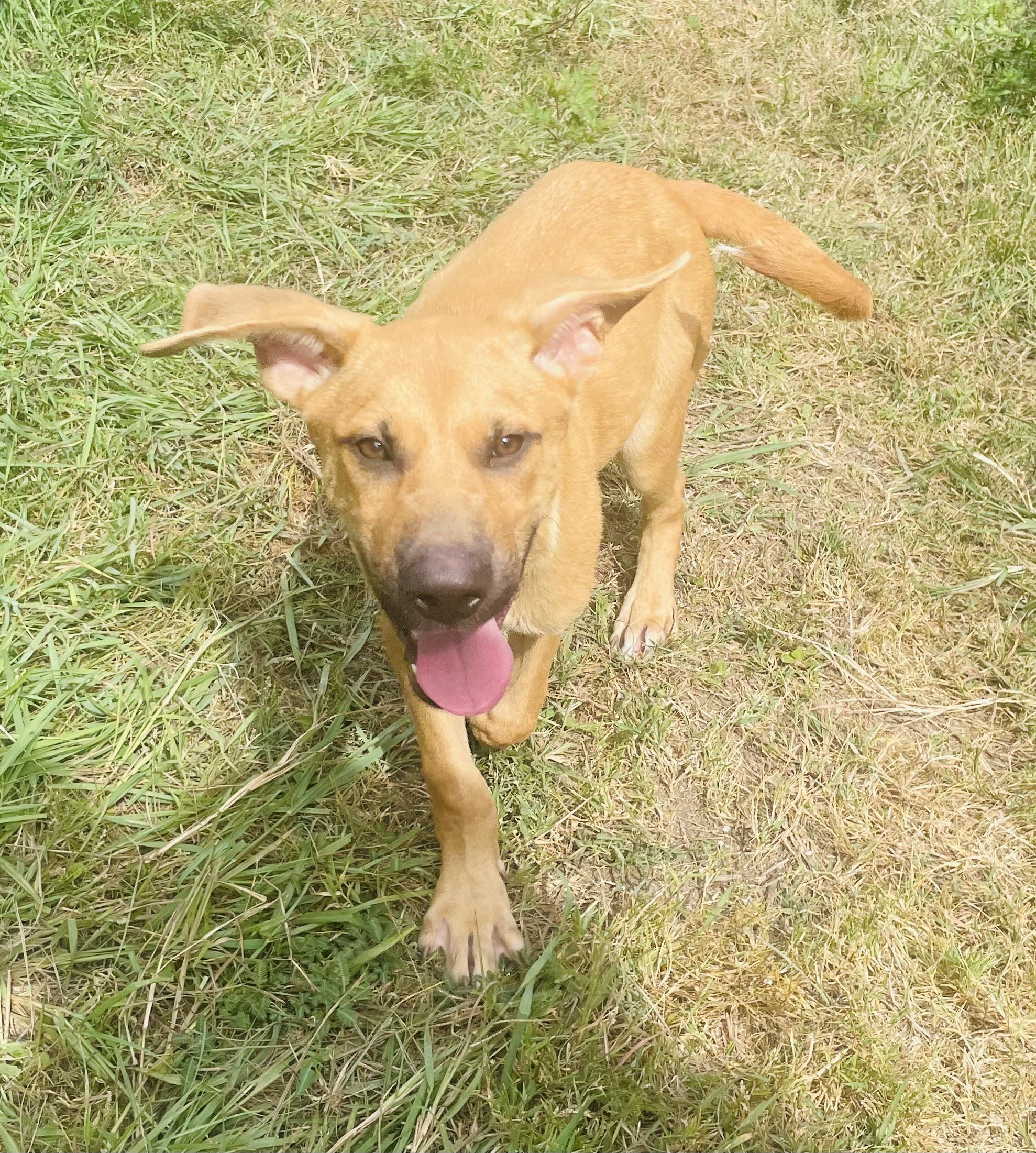 Enlarge Digory, a ADOPTABLE mixed breed in Seabrook, TX image 2/4
