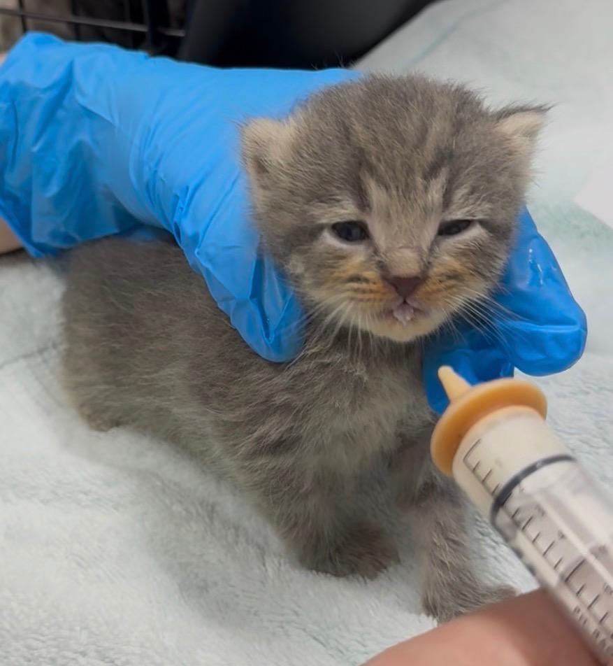 Hudson, Adoptable, Kitten Female Domestic Medium Hair.