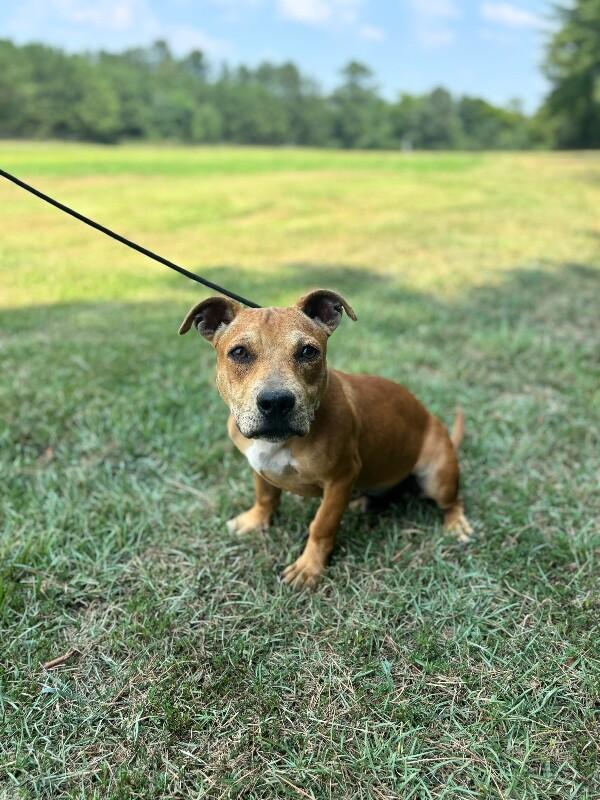 Enlarge Sanford, a Adoptable mixed breed in Berkeley Heights, NJ image 1/6