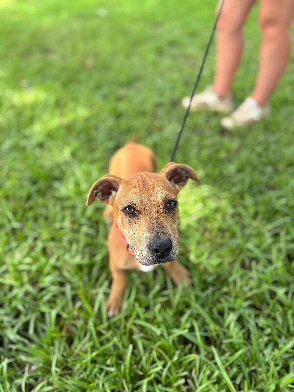 Sanford, Adoptable, Young Male Dachshund & Terrier.
