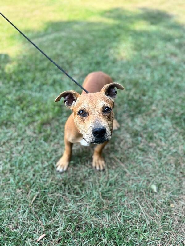 Enlarge Sanford, a Adoptable mixed breed in Berkeley Heights, NJ image 3/6