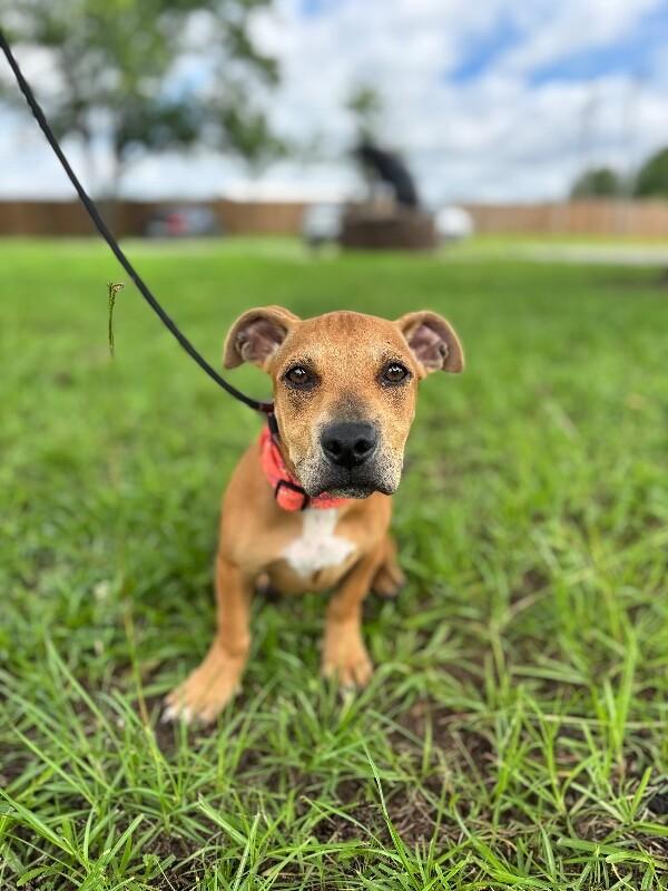 Enlarge Sanford, a Adoptable mixed breed in Berkeley Heights, NJ image 4/6