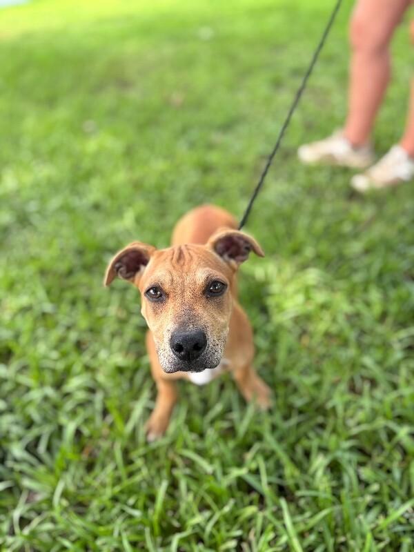 Enlarge Sanford, a Adoptable mixed breed in Berkeley Heights, NJ image 5/6