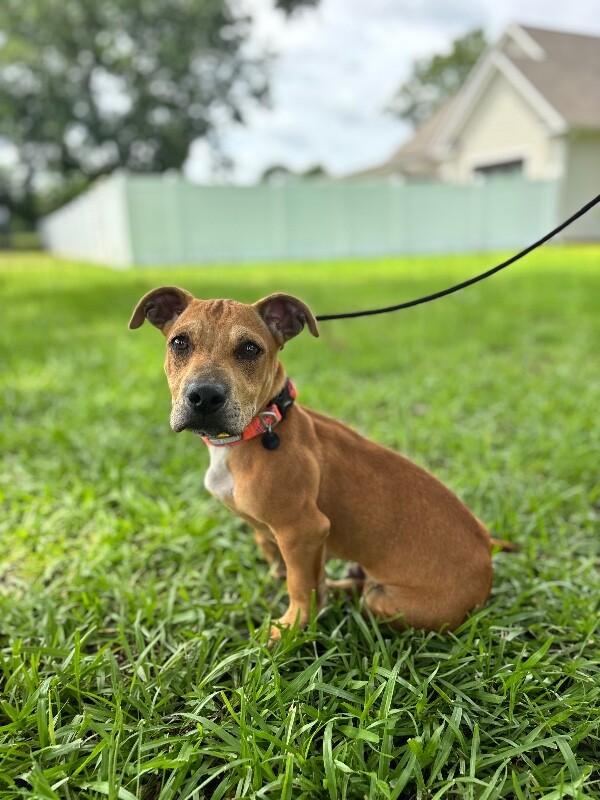 Enlarge Sanford, a Adoptable mixed breed in Berkeley Heights, NJ image 6/6