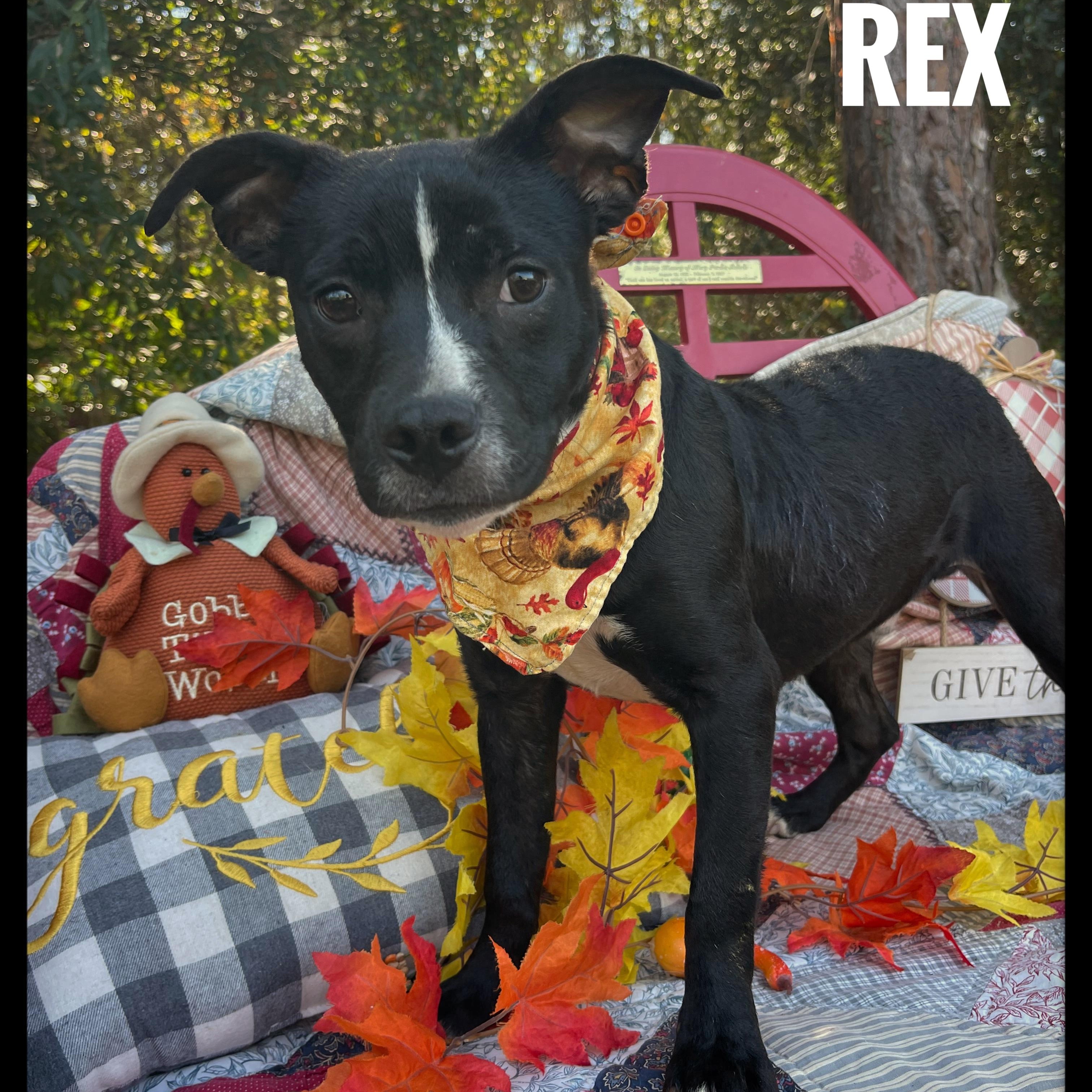 Rex
