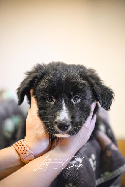 Edgar, Adoptable, Puppy Male Mixed Breed & Mixed Breed.