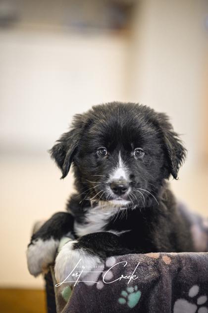 Enlarge Edgar, a Adoptable mixed breed in Kalispell, MT image 2/3