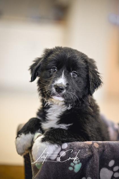 Enlarge Edgar, a Adoptable mixed breed in Kalispell, MT image 3/3