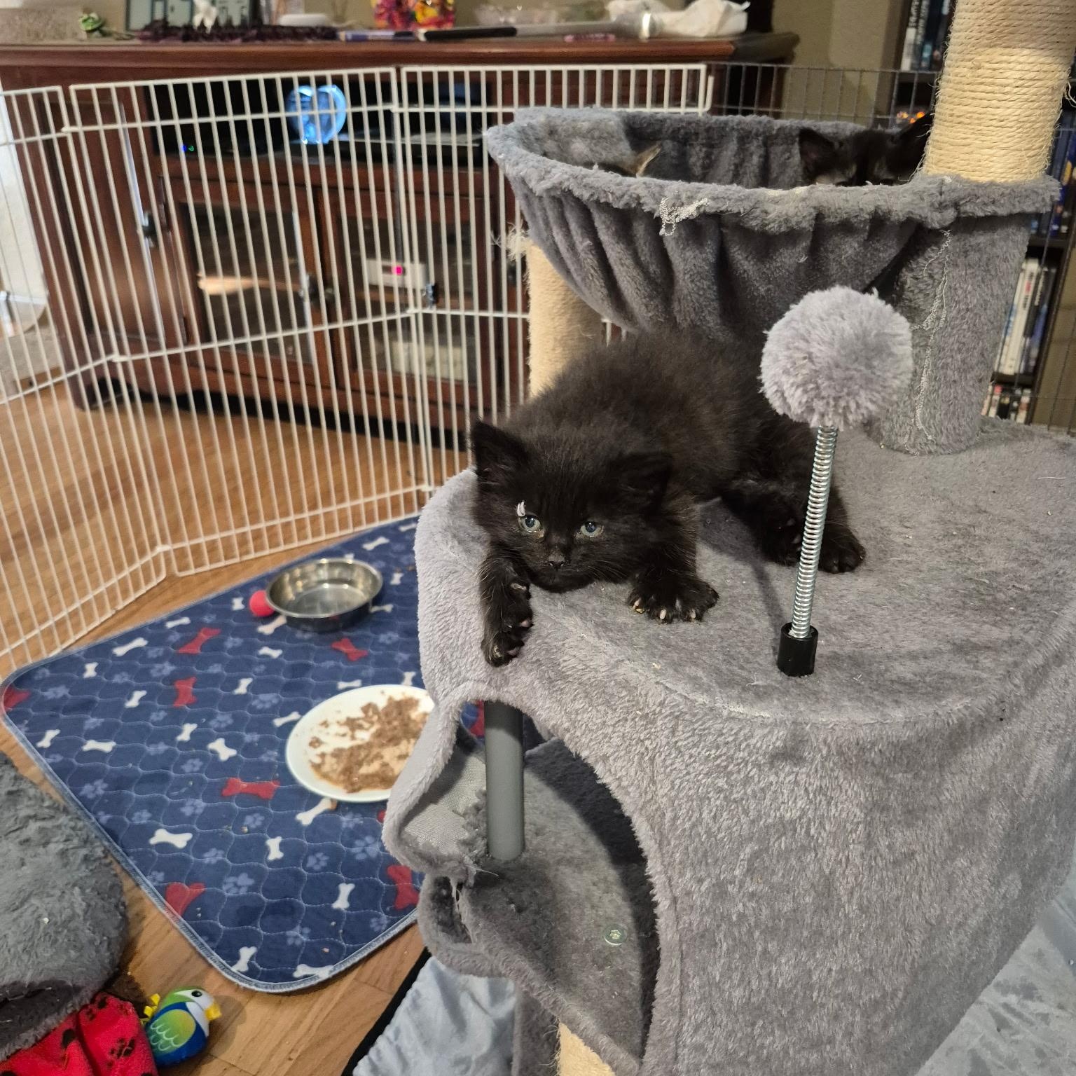 Arthur, Adoptable, Young Male Domestic Long Hair & Maine Coon.