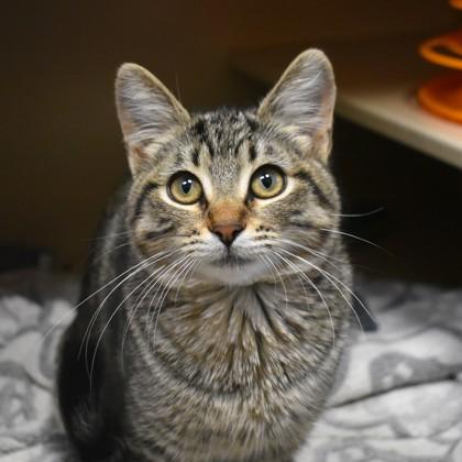 Enlarge Spice, an adopted Domestic Short Hair in Flagstaff, AZ image 2/3