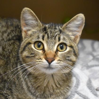 Spice, adopted, Young Female Domestic Short Hair.
