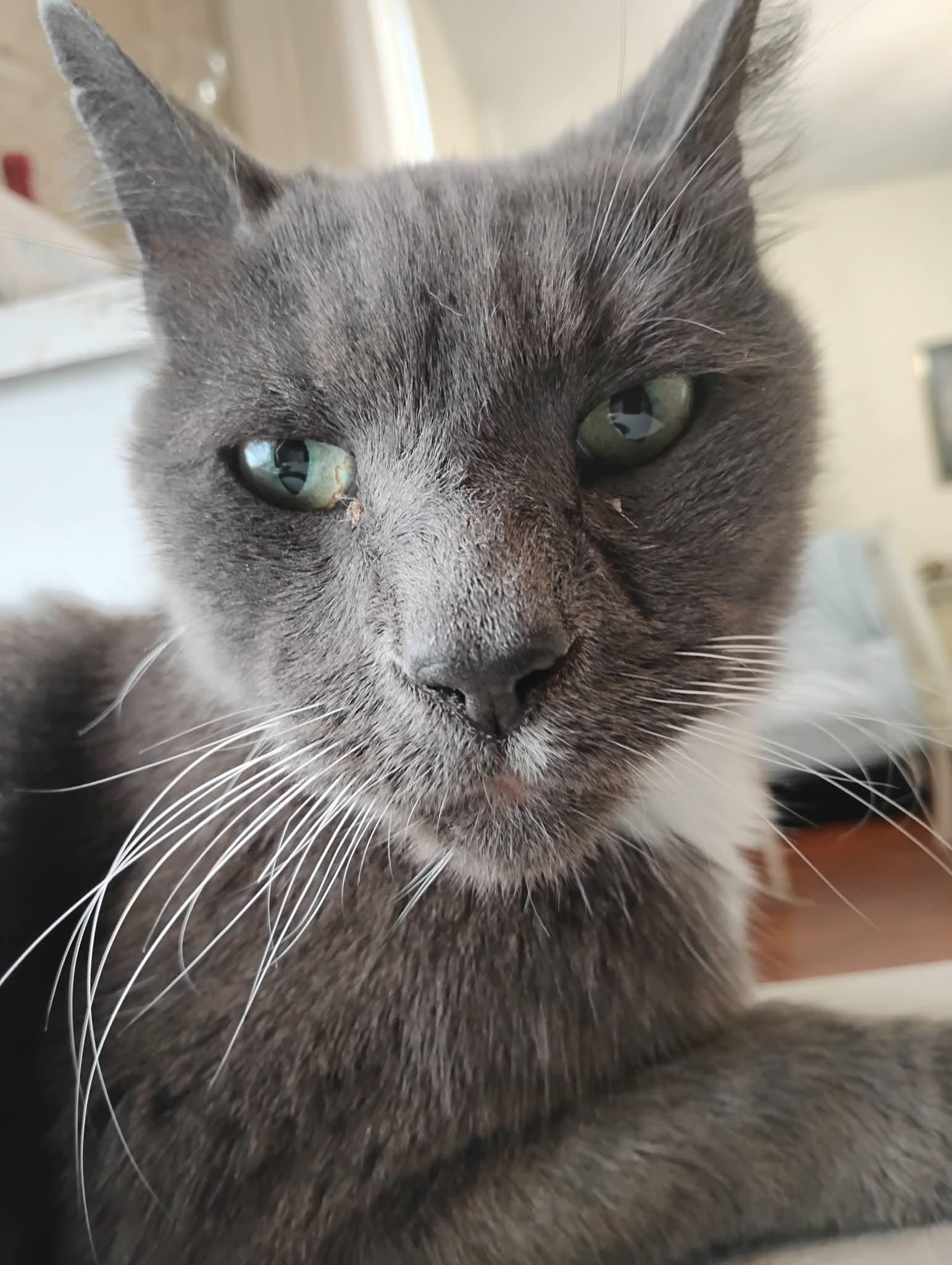 OZ, The great and wonderful, Adoptable, Senior Male Tuxedo & American Shorthair.
