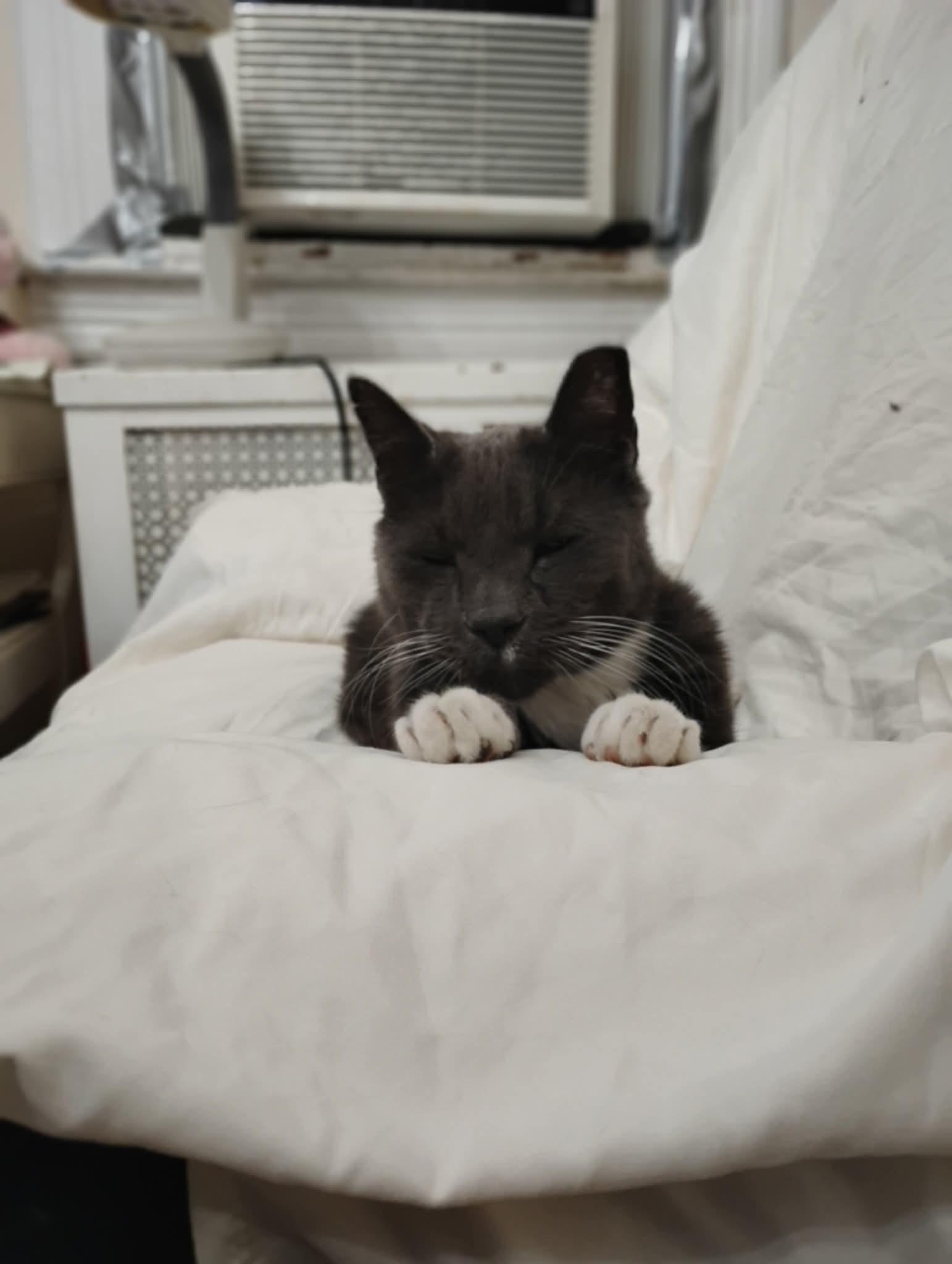 Oz  The Great thumbnail 2