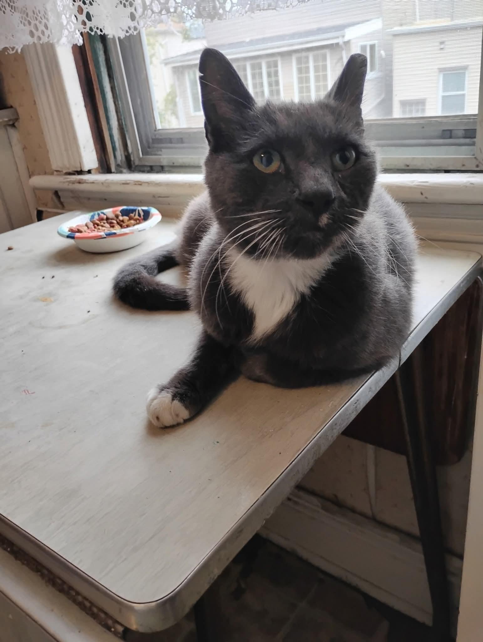 OZ, The great and wonderful, an adoptable mixed breed in Hoboken, NJ image 4/6