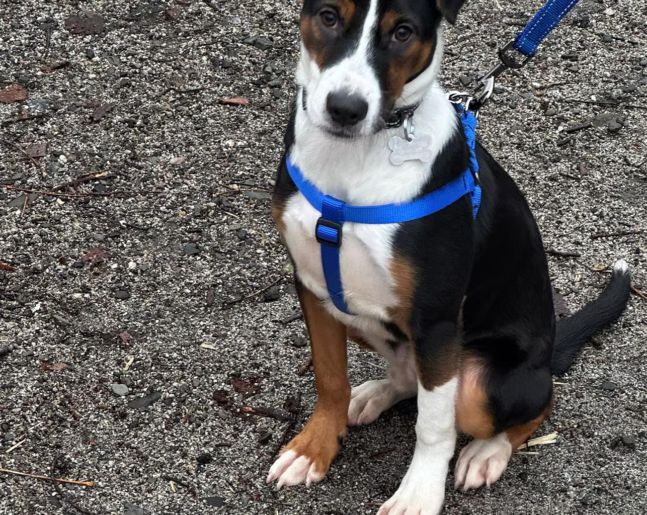 Enlarge Josh - in Maine, a ADOPTABLE Mixed Breed in Kennebunkport, ME image 1/3