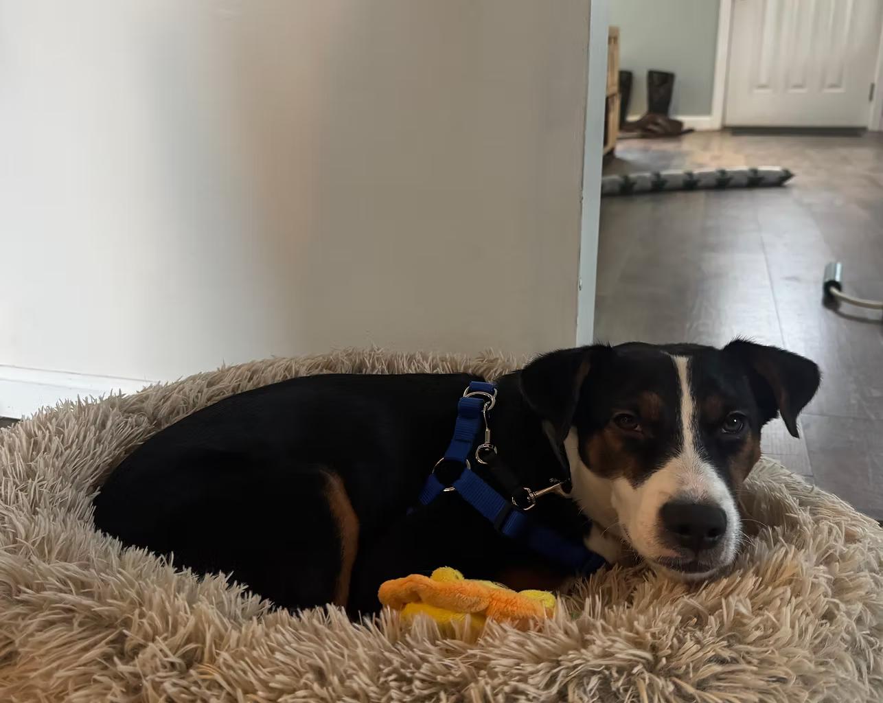 Enlarge Josh - in Maine, a ADOPTABLE Mixed Breed in Kennebunkport, ME image 2/3