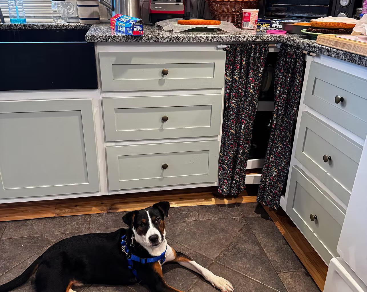 Enlarge Josh - in Maine, a ADOPTABLE Mixed Breed in Kennebunkport, ME image 3/3