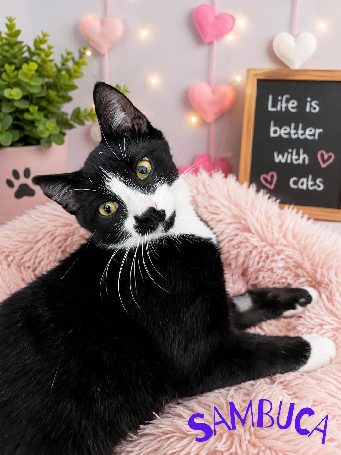 Sambuca, ADOPTABLE, Young Male Domestic Short Hair.