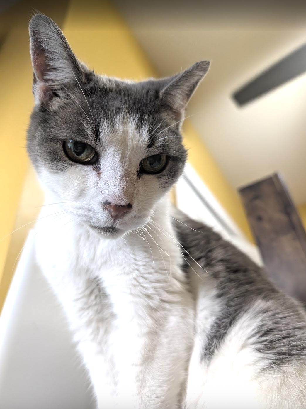 Remy, a Adoptable Domestic Short Hair in Philadelphia, PA image 5/6