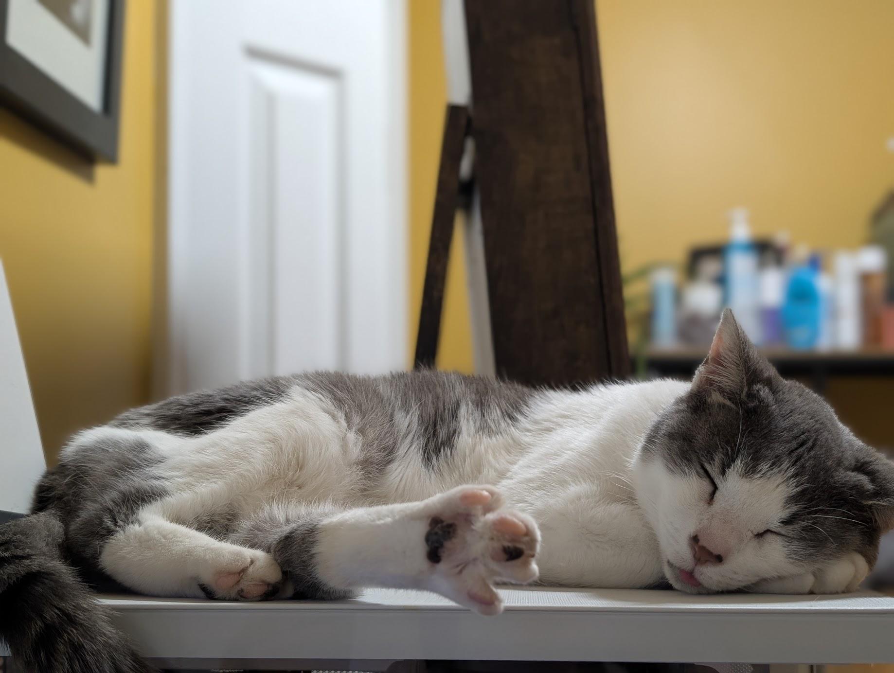 Enlarge Remy, a Adoptable Domestic Short Hair in Philadelphia, PA image 6/6