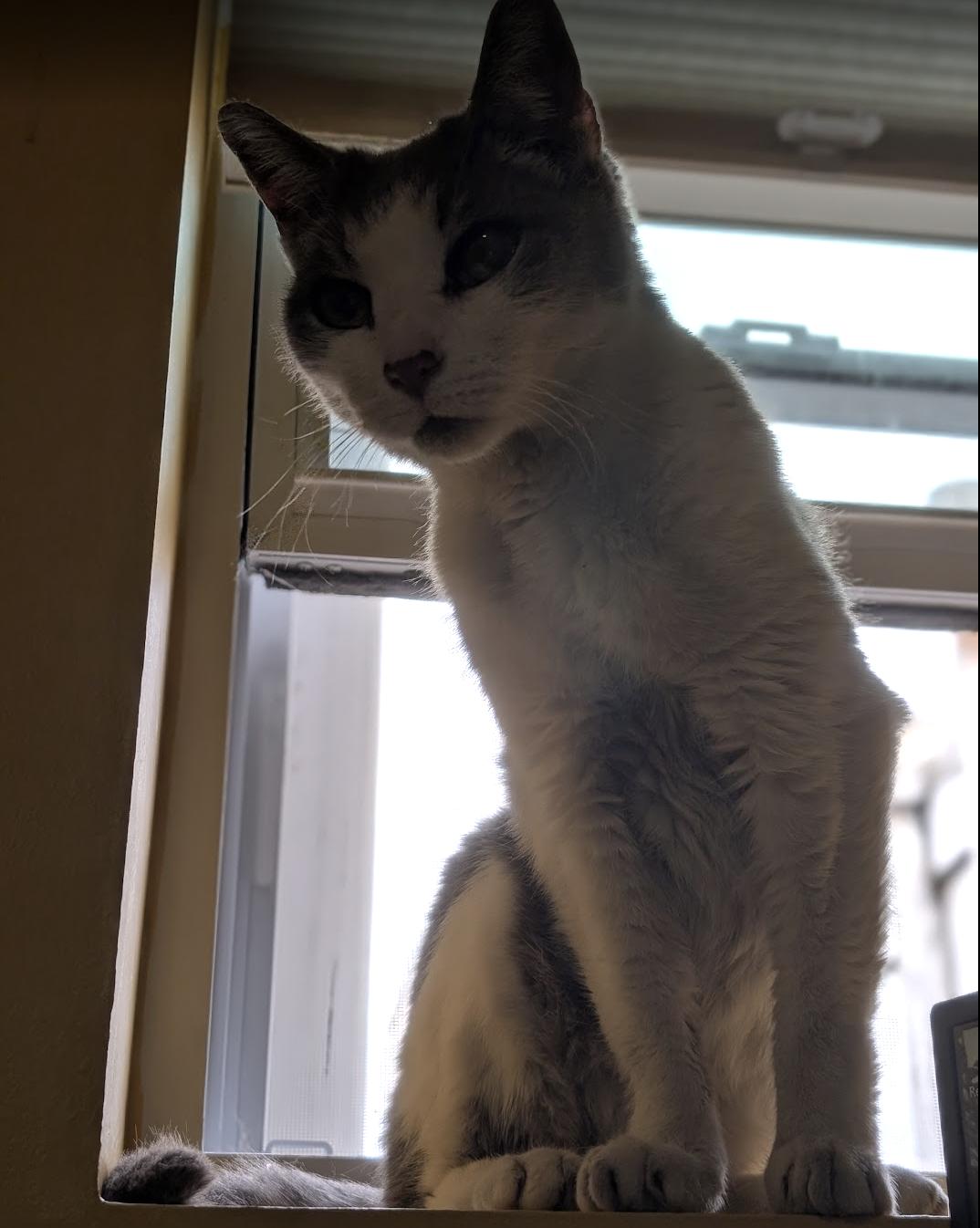 Remy, a Adoptable Domestic Short Hair in Philadelphia, PA image 6/6