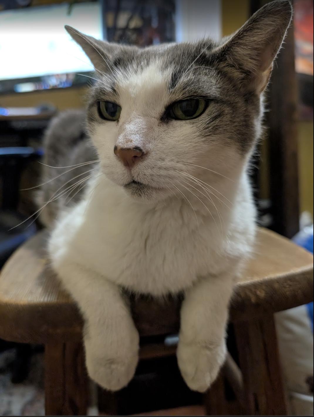 Remy, a Adoptable Domestic Short Hair in Philadelphia, PA image 2/6