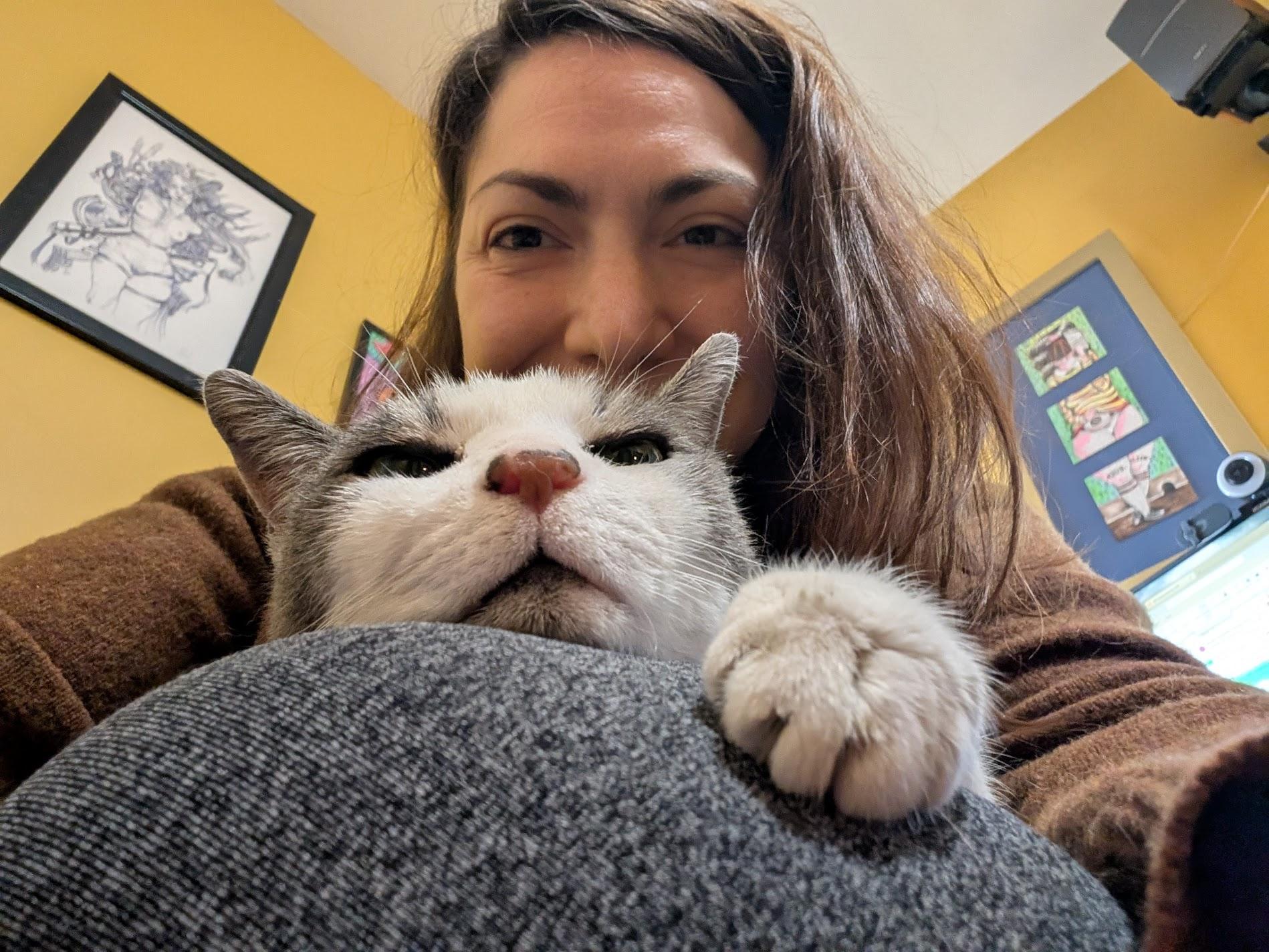 Remy, a Adoptable Domestic Short Hair in Philadelphia, PA image 4/6