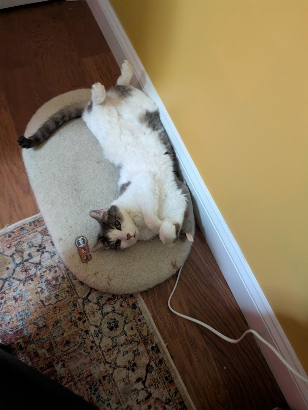 Remy, a Adoptable Domestic Short Hair in Philadelphia, PA image 3/6