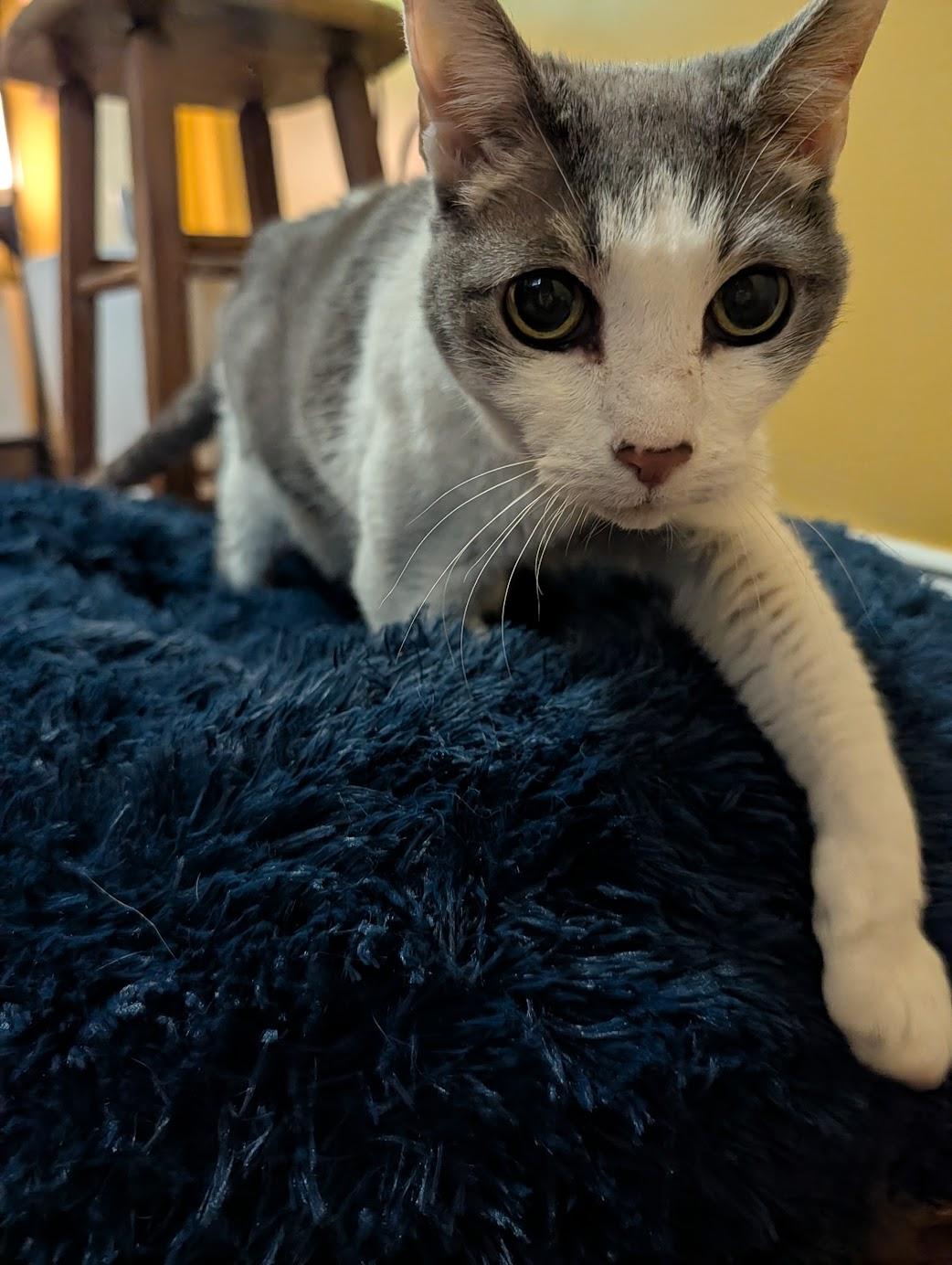 Enlarge Remy, a Adoptable Domestic Short Hair in Philadelphia, PA image 4/6