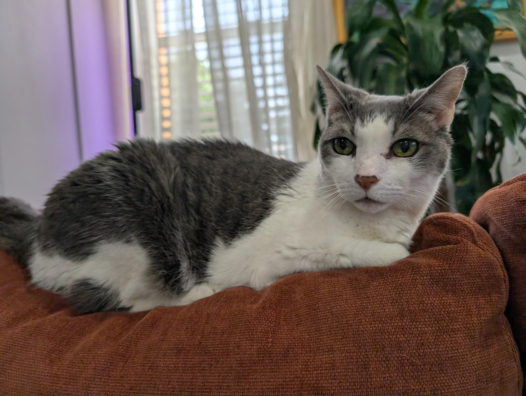 Enlarge Remy, a Adoptable Domestic Short Hair in Philadelphia, PA image 1/6