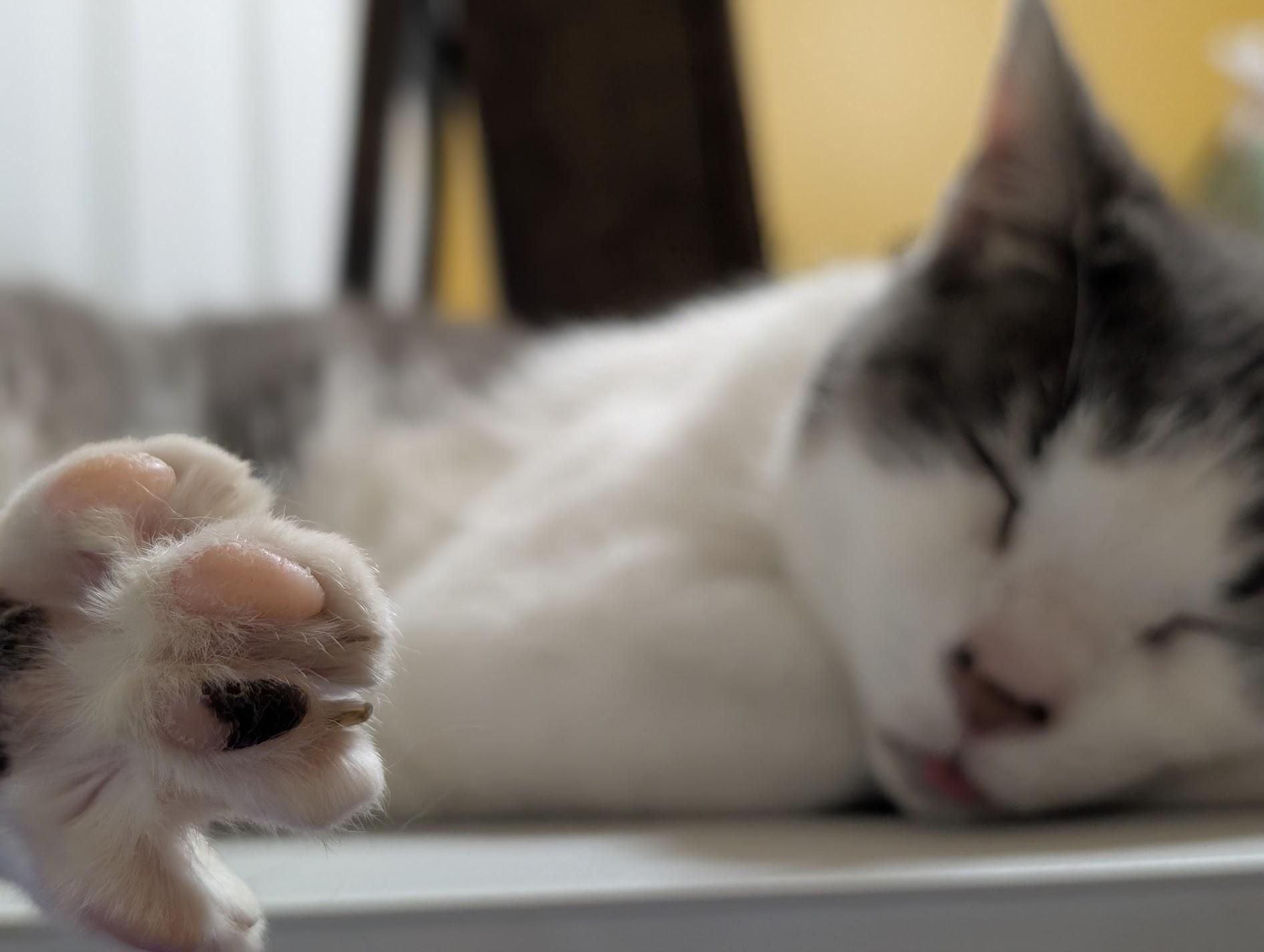 Remy, a Adoptable Domestic Short Hair in Philadelphia, PA image 1/6