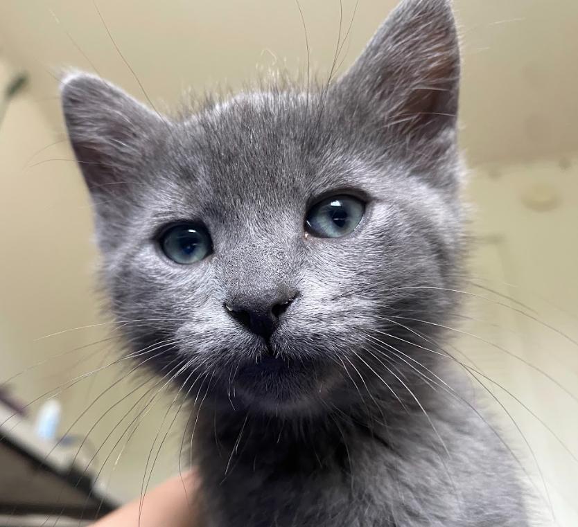 Kevin, a ADOPTABLE Domestic Medium Hair in Indianapolis, IN image 1/4