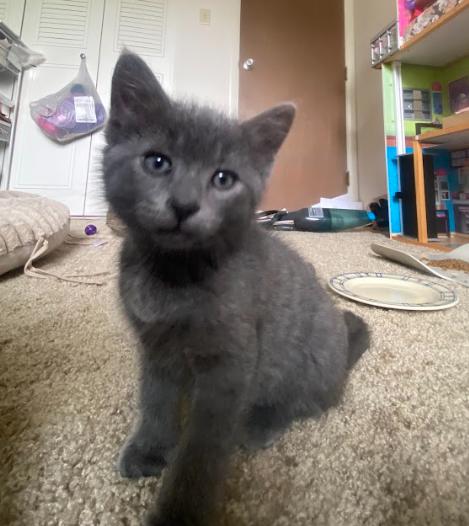 Kevin, a ADOPTABLE Domestic Medium Hair in Indianapolis, IN image 4/4