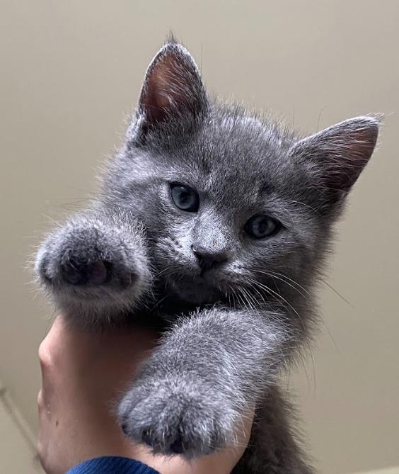 Kevin, a ADOPTABLE Domestic Medium Hair in Indianapolis, IN image 3/4