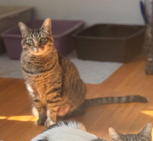 Kevin, a ADOPTABLE Domestic Medium Hair in Indianapolis, IN image 2/4