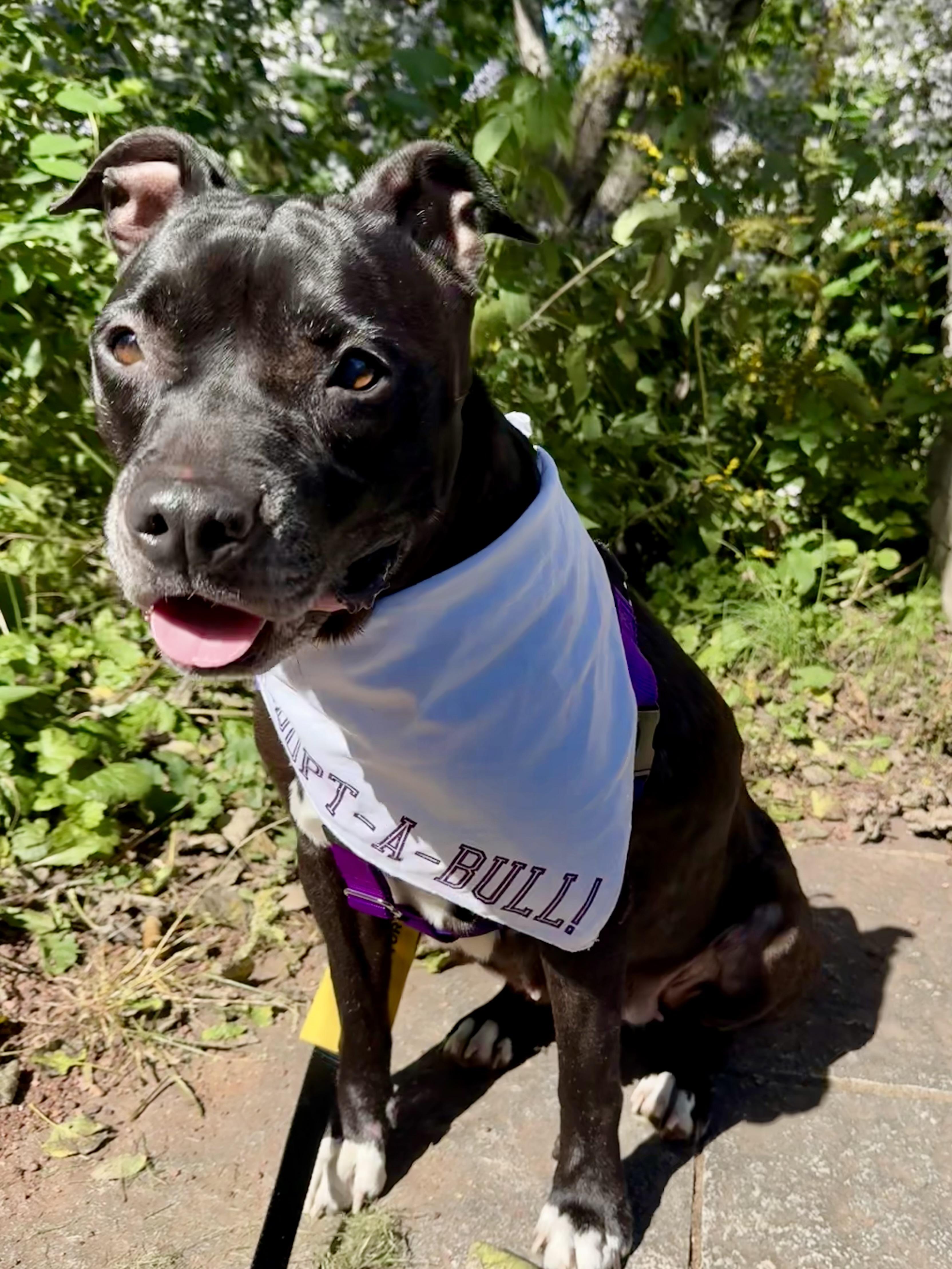 Enlarge Vicky, a Adoptable mixed breed in Crete, IL image 1/6