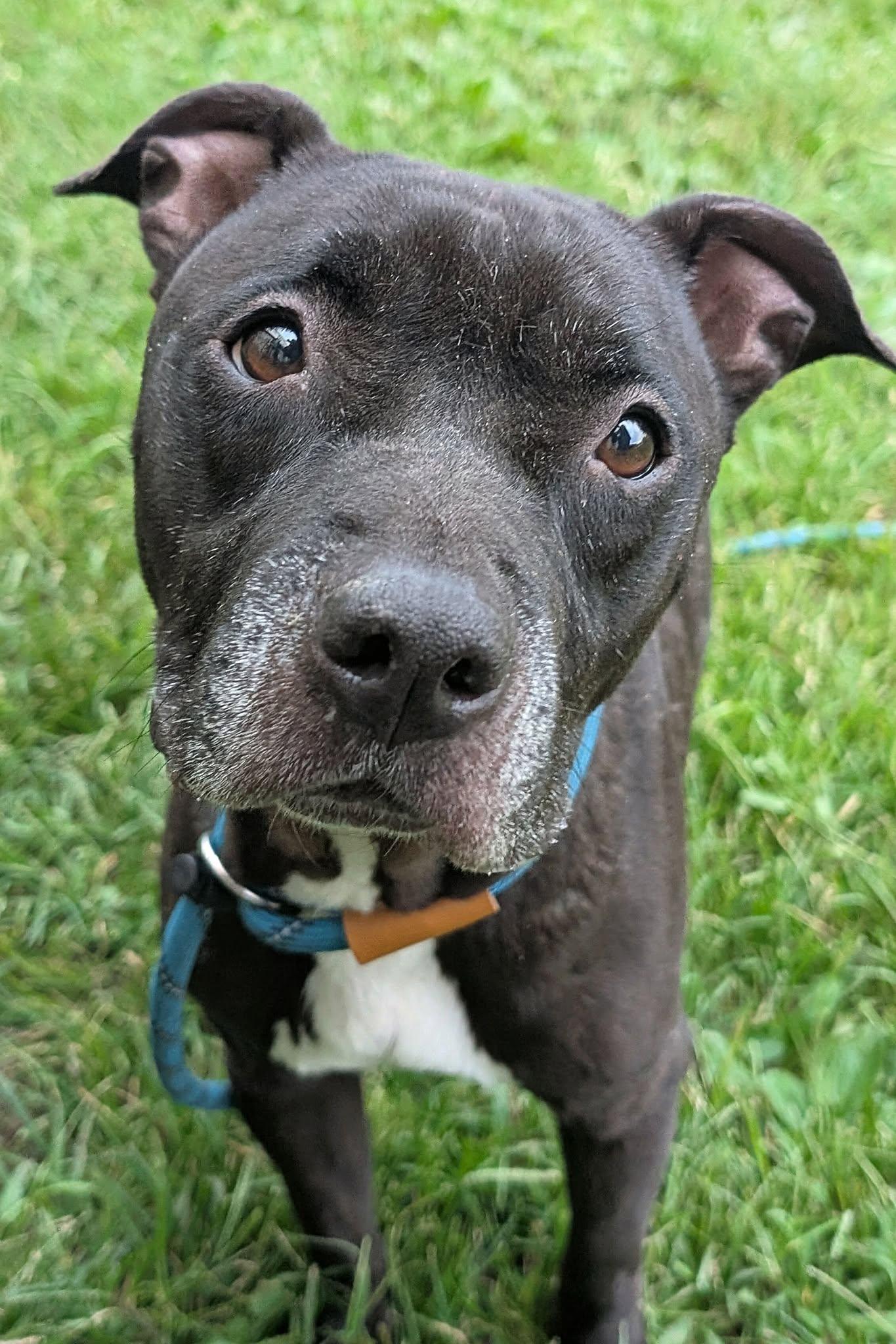 Enlarge Vicky, a Adoptable mixed breed in Crete, IL image 2/6
