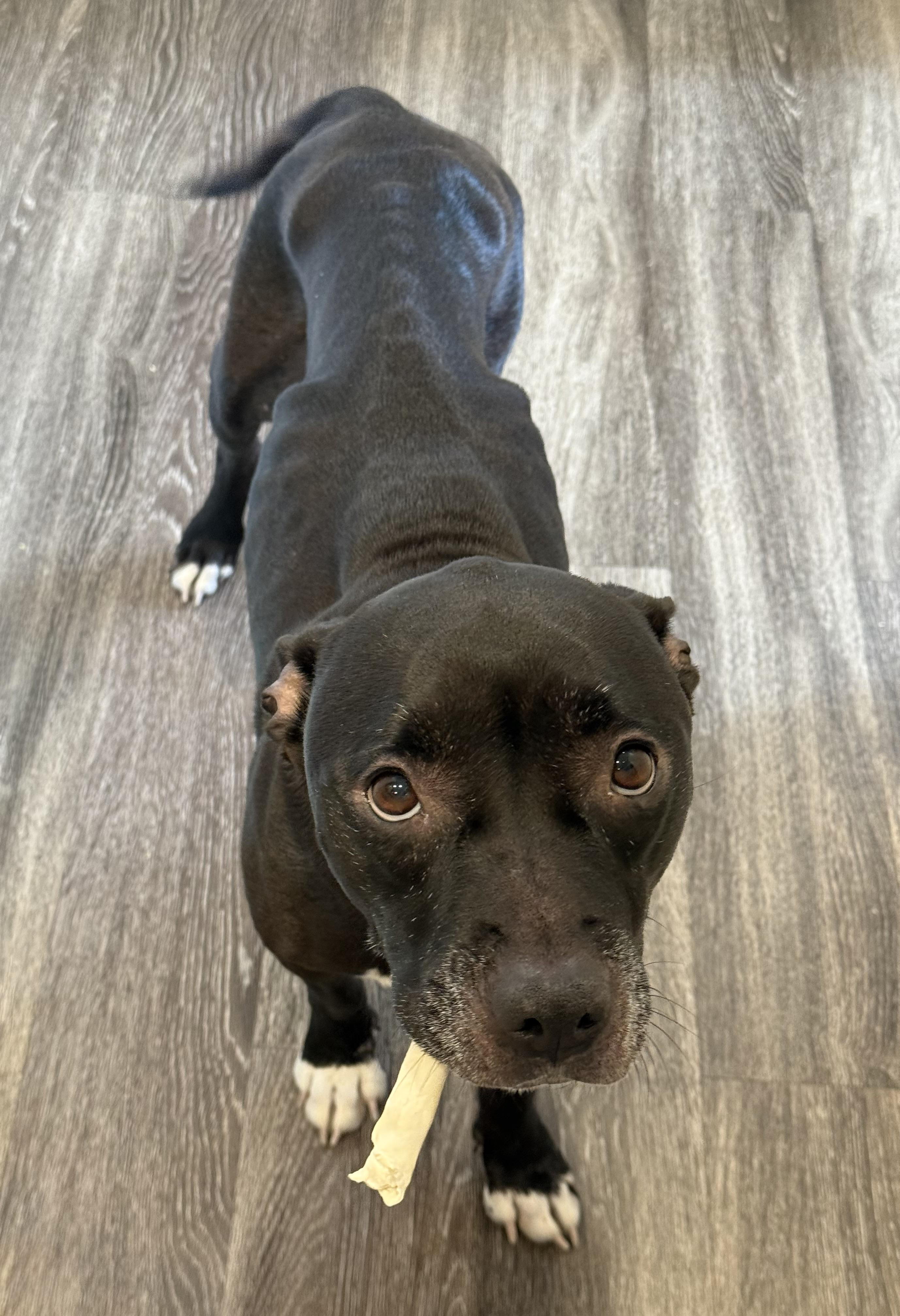 Enlarge Vicky, a Adoptable mixed breed in Crete, IL image 6/6