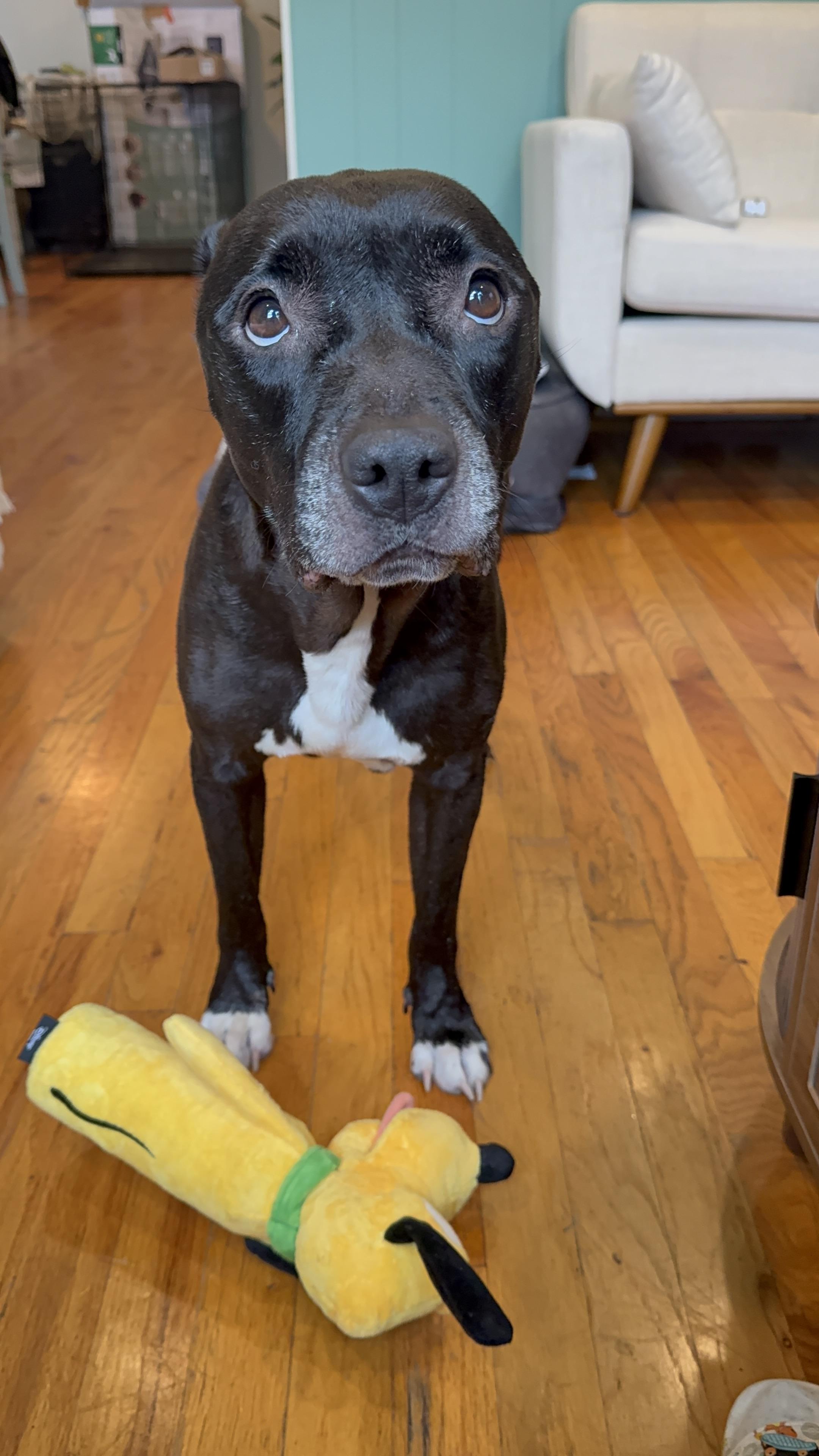 Enlarge Vicky, a Adoptable mixed breed in Crete, IL image 5/6