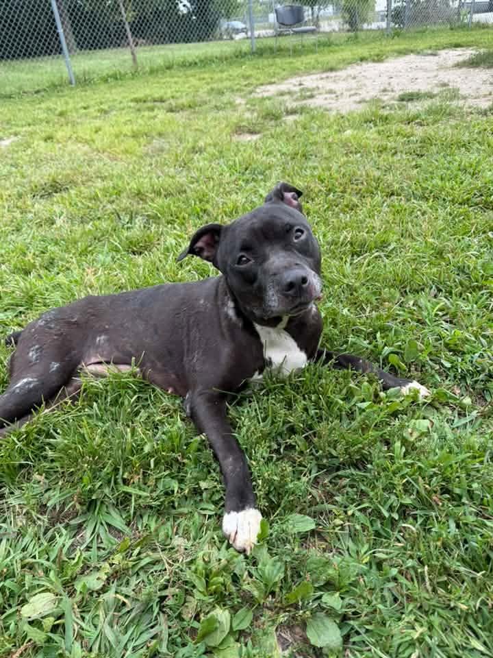 Enlarge Vicky, a Adoptable mixed breed in Crete, IL image 3/6