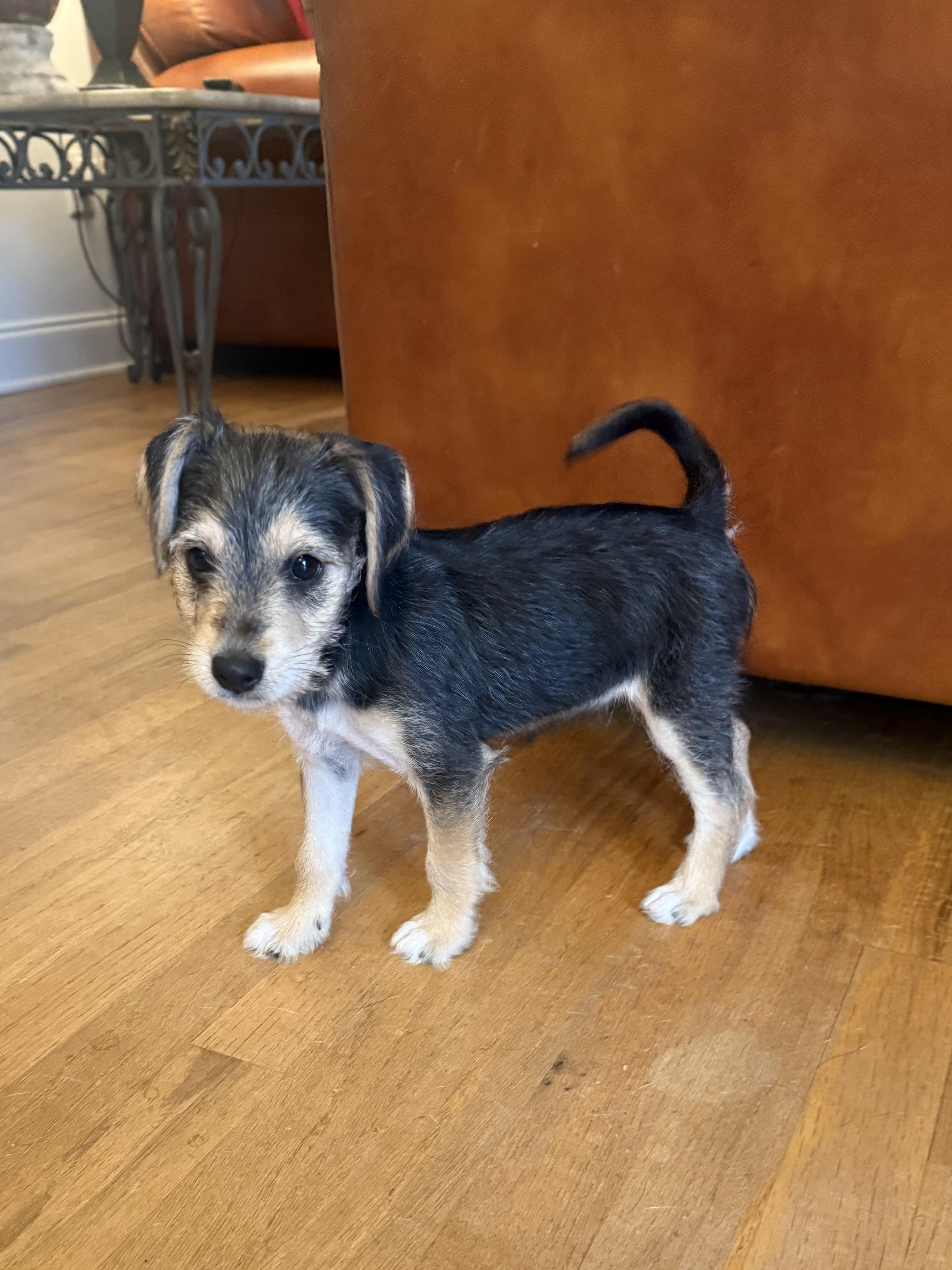 Noel, a ADOPTABLE mixed breed in Kings Mountain, NC image 2/6