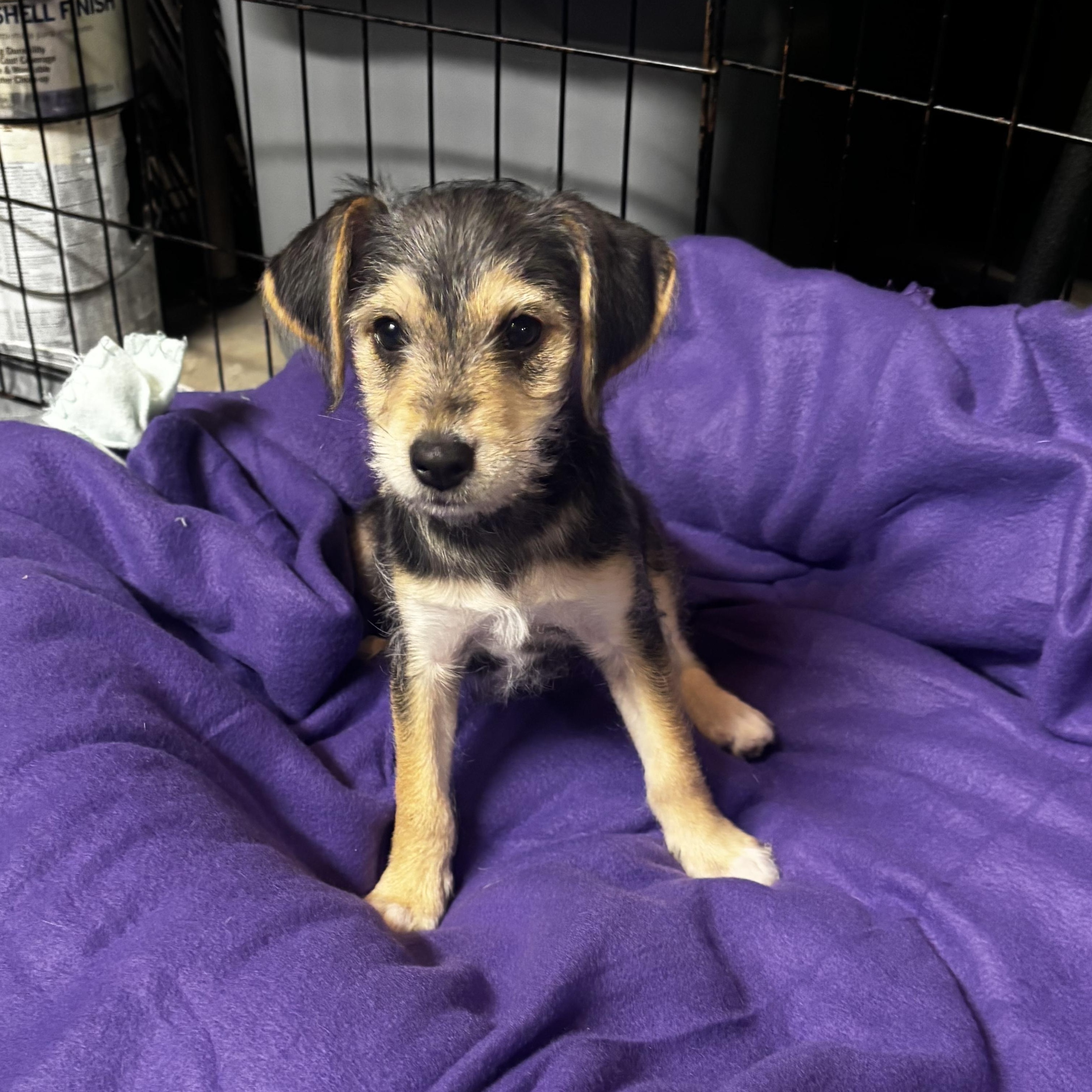 Noel, a ADOPTABLE mixed breed in Kings Mountain, NC image 4/6