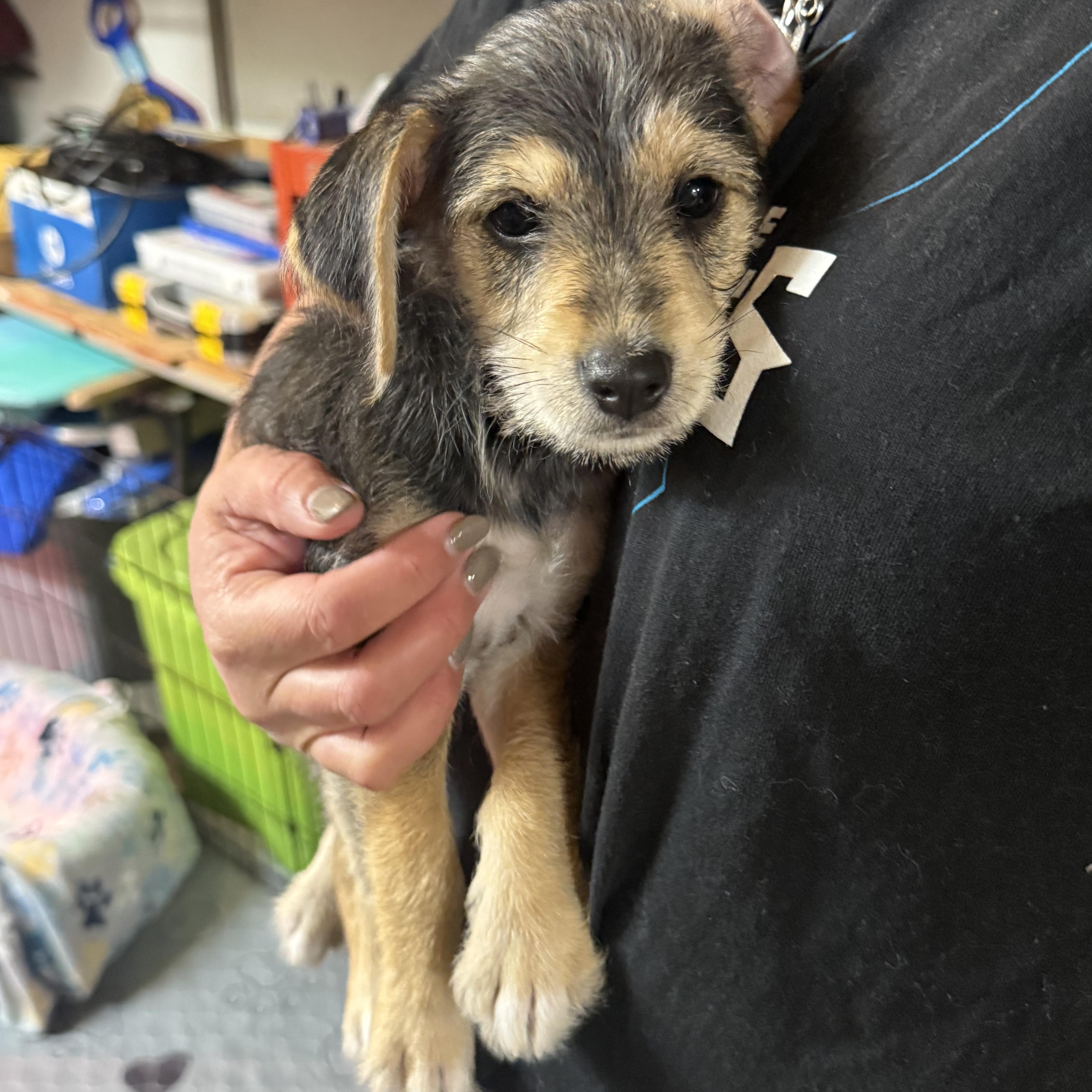 Noel, a ADOPTABLE mixed breed in Kings Mountain, NC image 5/6
