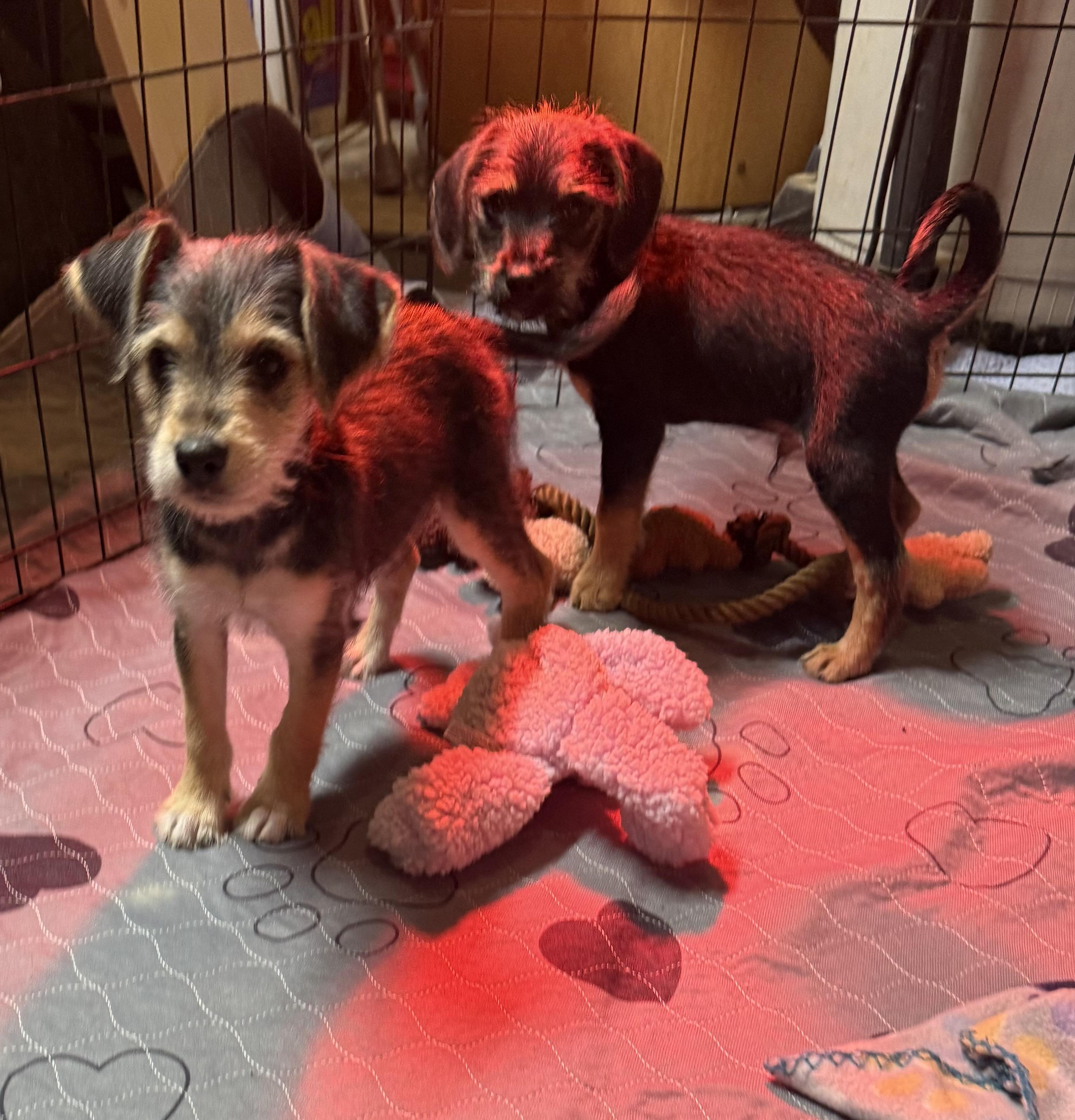 Noel, a ADOPTABLE mixed breed in Kings Mountain, NC image 6/6