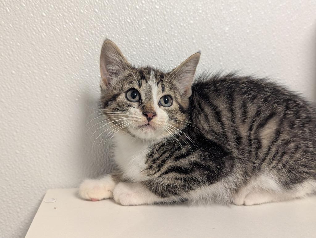 Journey, Adoptable, Kitten Male Domestic Short Hair.