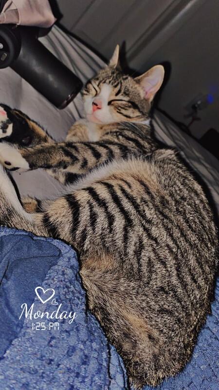 Unknown, Adoptable, Adult Female Domestic Short Hair.